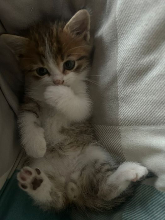 Продается котенок