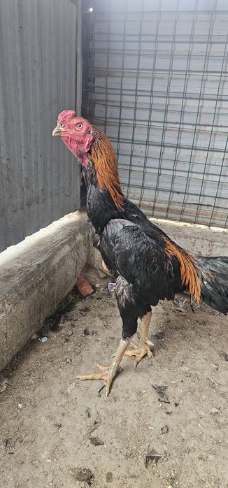 Дакан бойцовая птица