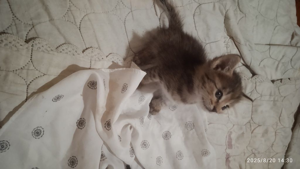 Бесплатно отдам котят в хорошие руки