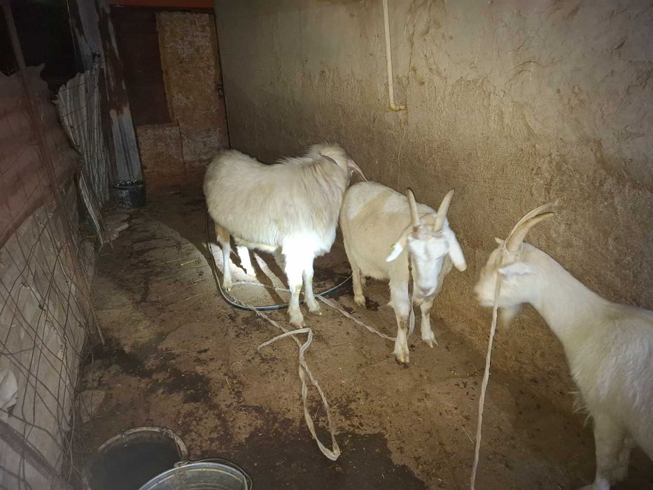 Свумалы Ешкілер сатылады,