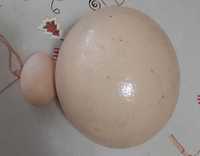 Ouă de struți de vânzare