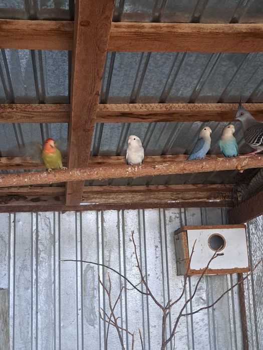 Vând papagali agapornis