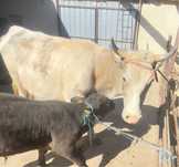 Vand vaca cu vitel de 2 luni angus