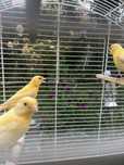 Vand canari galbeni