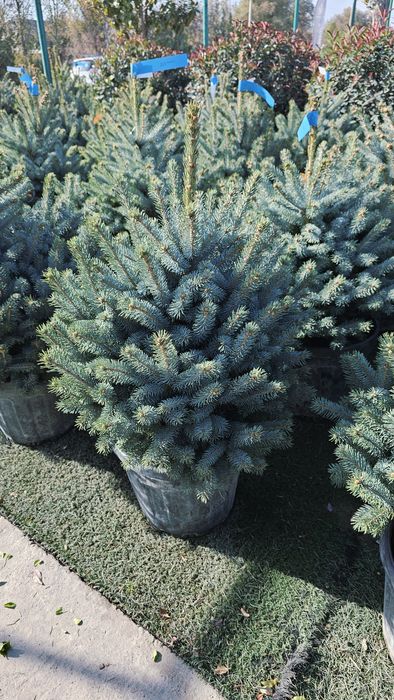 Арча галубой йел