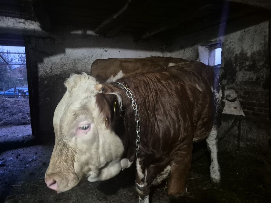 Vand tauras de baltata romanesc