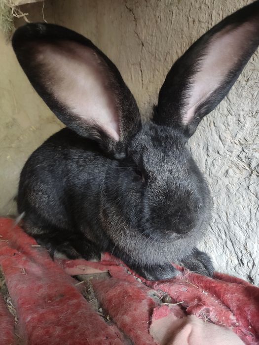 Flander samka sotiladi