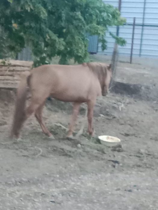 Айгыр(Жеребец) продам 4 года мугалжарский