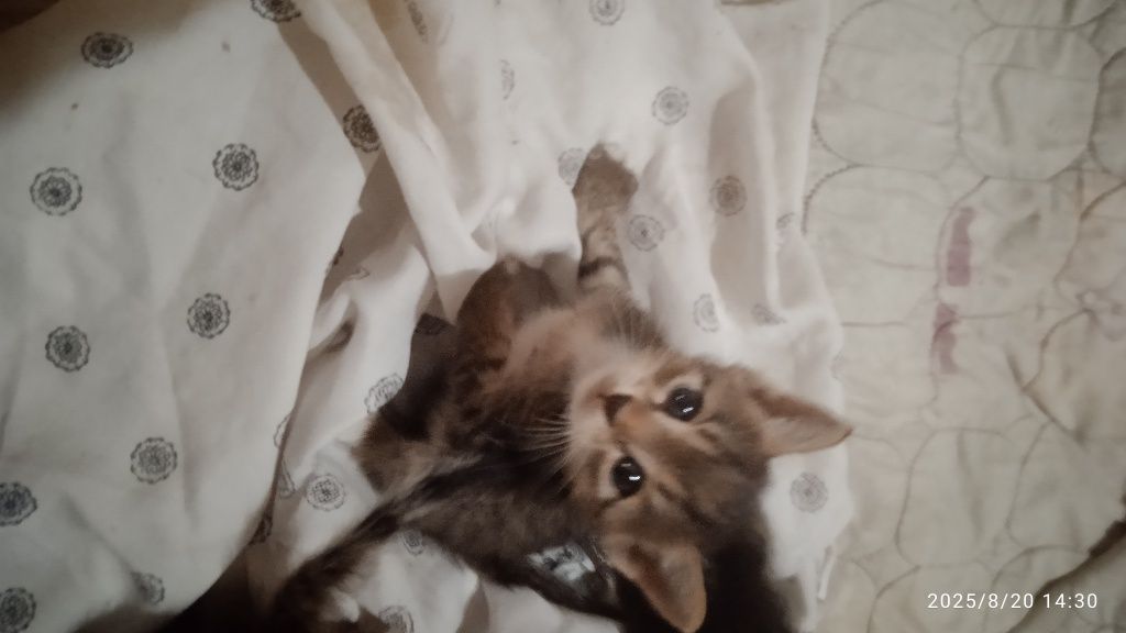Бесплатно отдам котят в хорошие руки