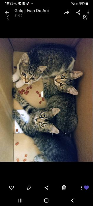 Котенца на 3 и 4 месеца търсят спешно дом