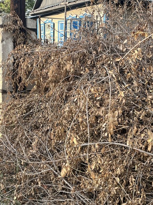 Отдам даром ветки карагача на дрова