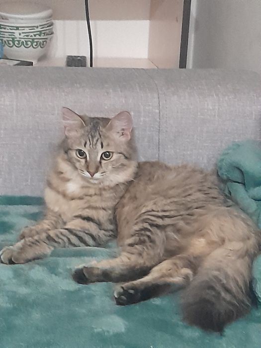 Кошка в добрые руки