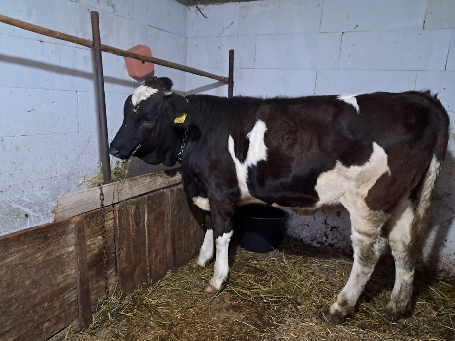 VÂND VITICA de 9luni