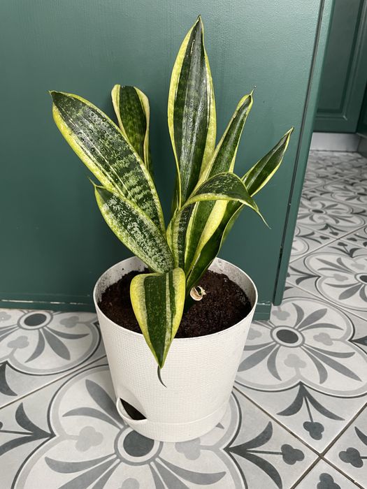 Сансевиерия лауренти