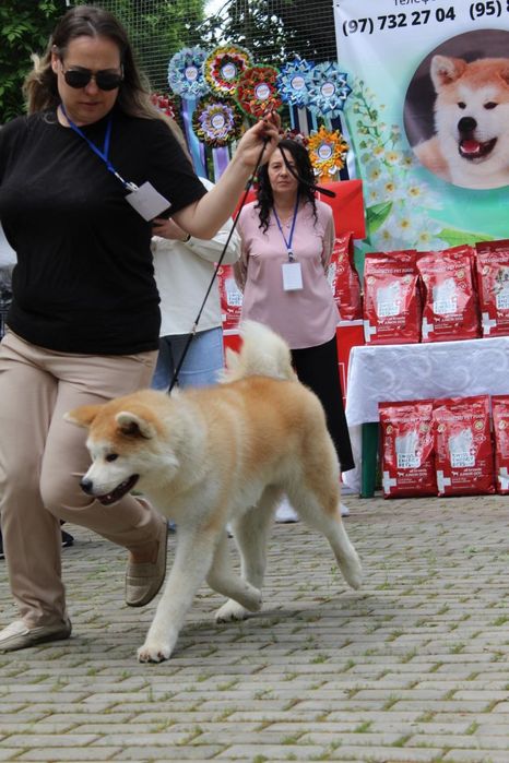 Японская Акита Ину (сука)