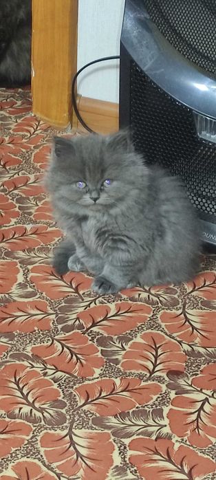 Шотландский котёнок