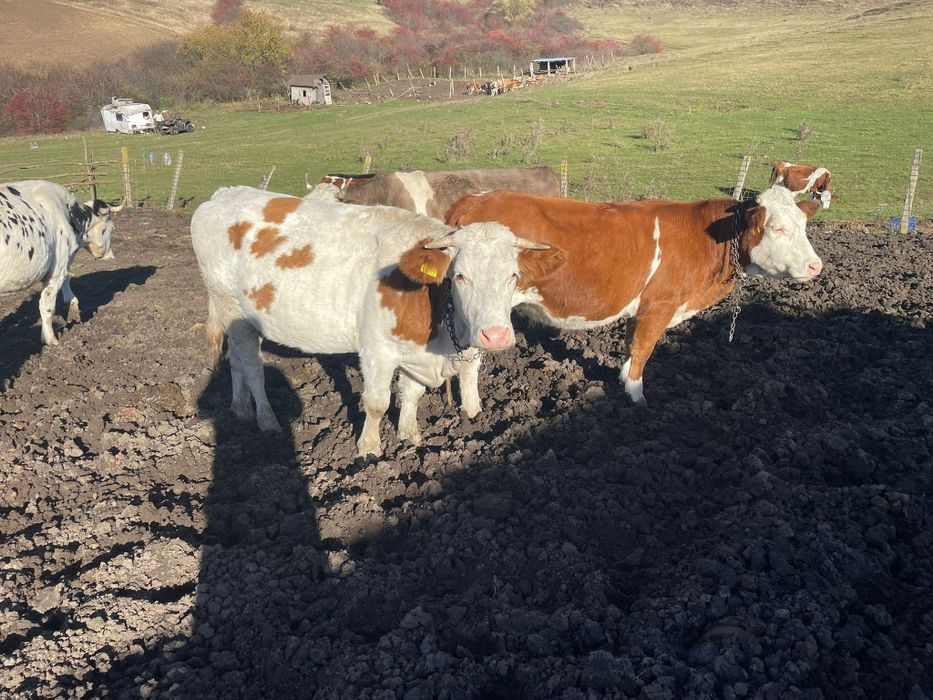 Vand doua juninci gestante amndoua in 5 luni la prima fatare