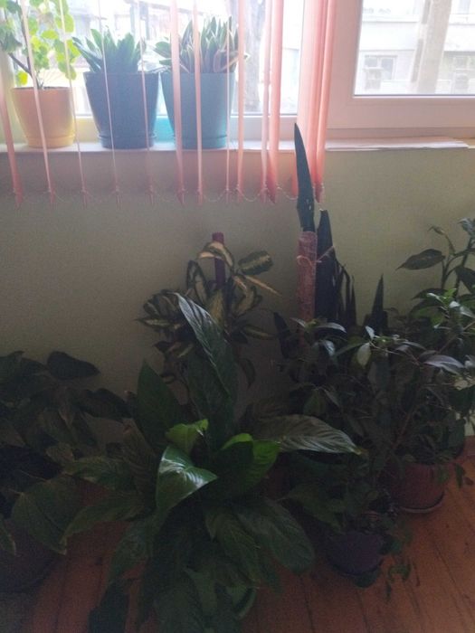 Продавам различни видове цветя