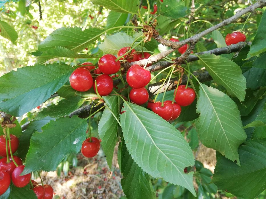 Teren intravilan Com Romanu, Brăila