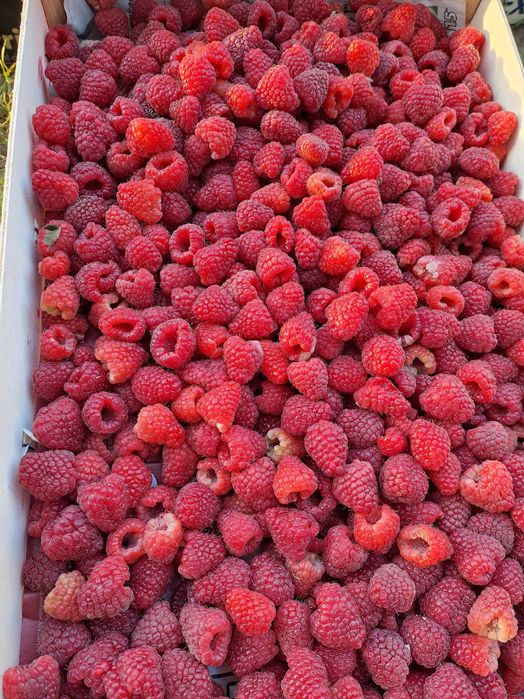 Drajoni zmeura remontat