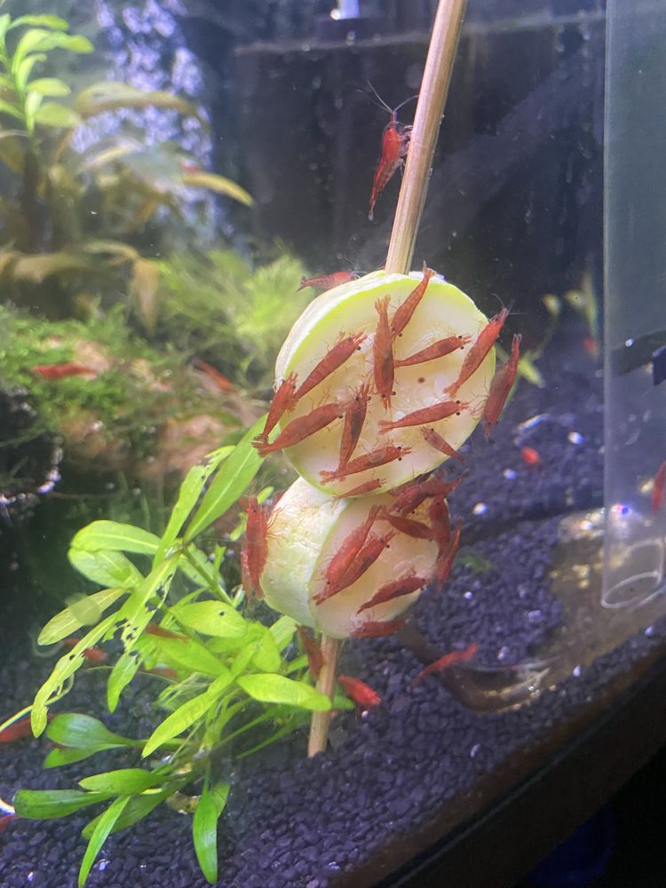 20+8 Neocaridina Yellow neon / Red Sakura grade/ Blue Shrimp creveti