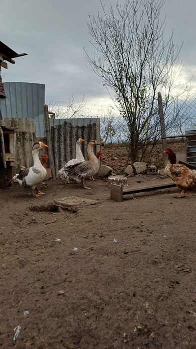 Vând gâște americane !!