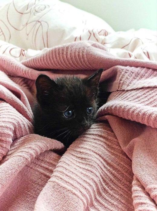 Гальовно котенце на 6 седмици, обезпаразитено