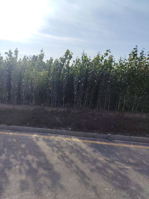 Терак кучатлари сотилади