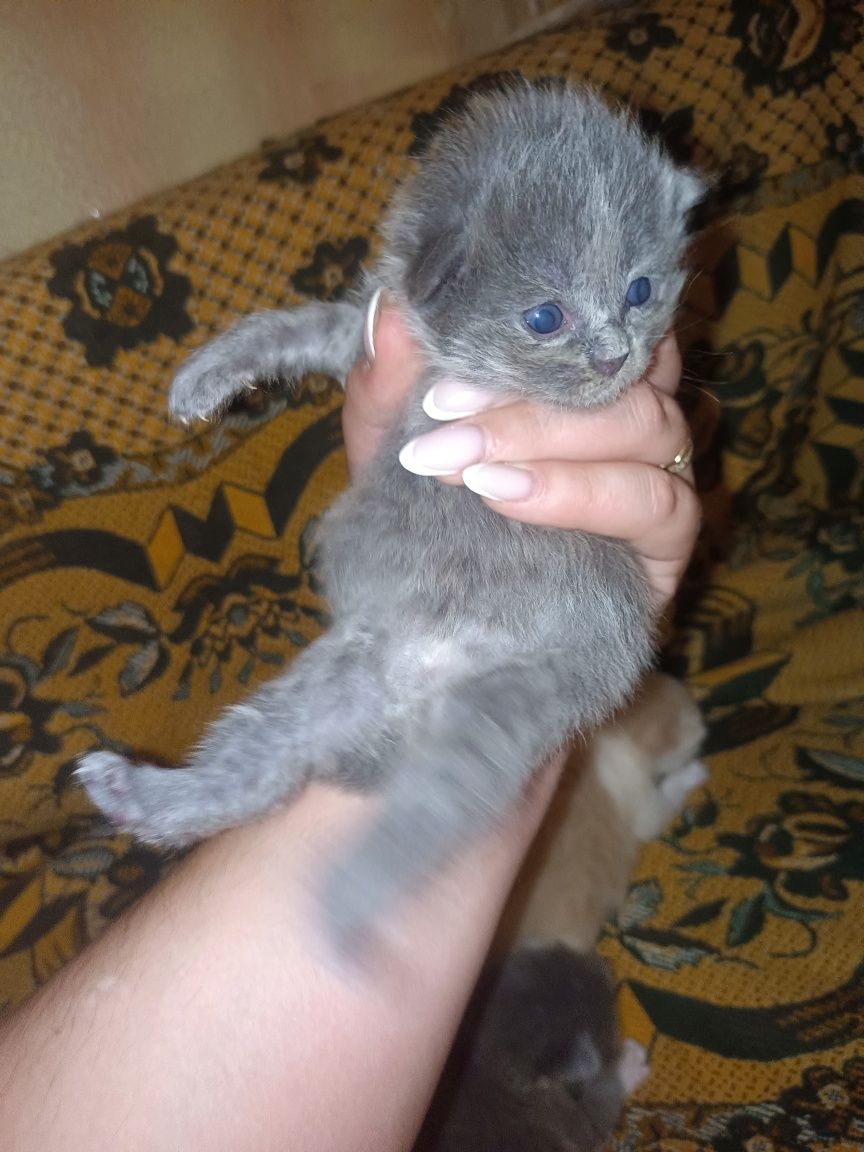 Отдам котят в добрые руки