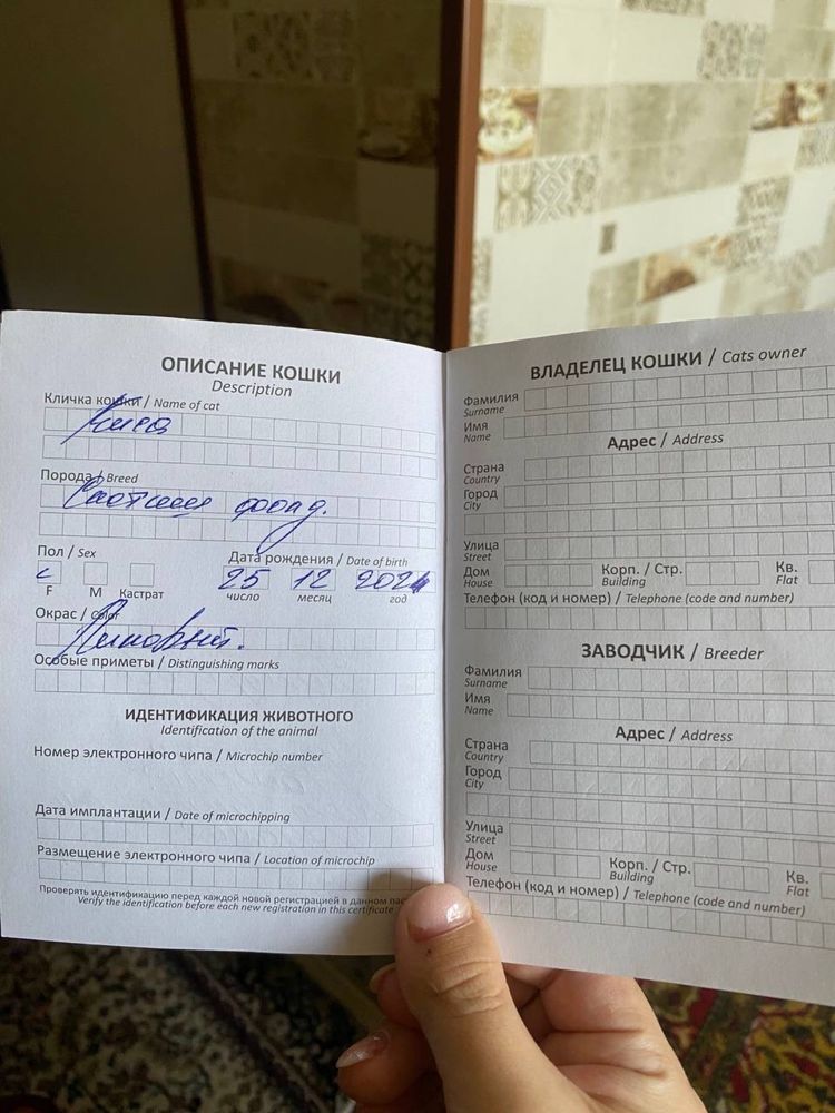 Продается кошка скоттиш фолд