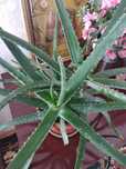 Aloe vera sotiladi