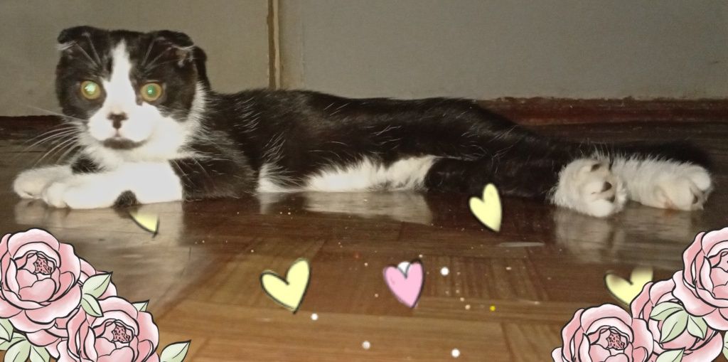 Продаются котёнок