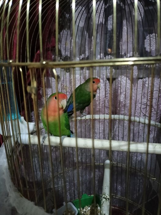 Попугаи неразлучники