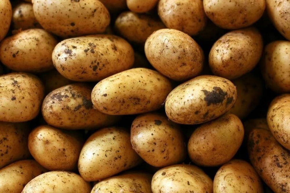 Продам дачную картошку