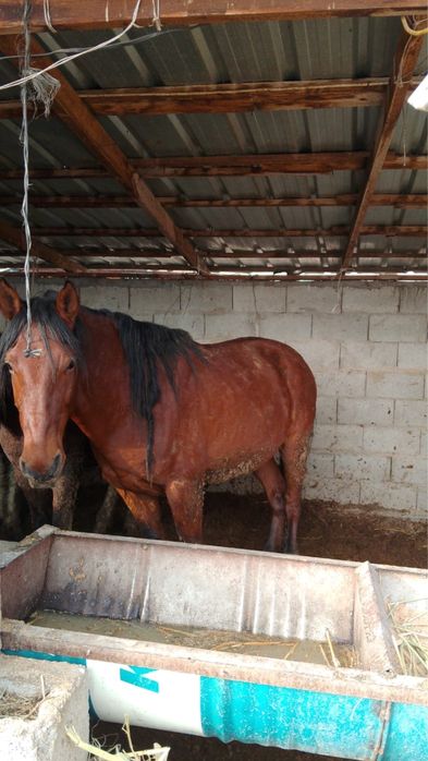 Продам жирных лошадей с откорма