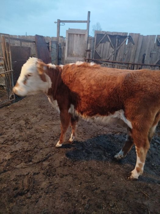 2 жасар танша сатылады