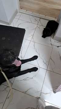 Найдена собака чёрный лабрадор