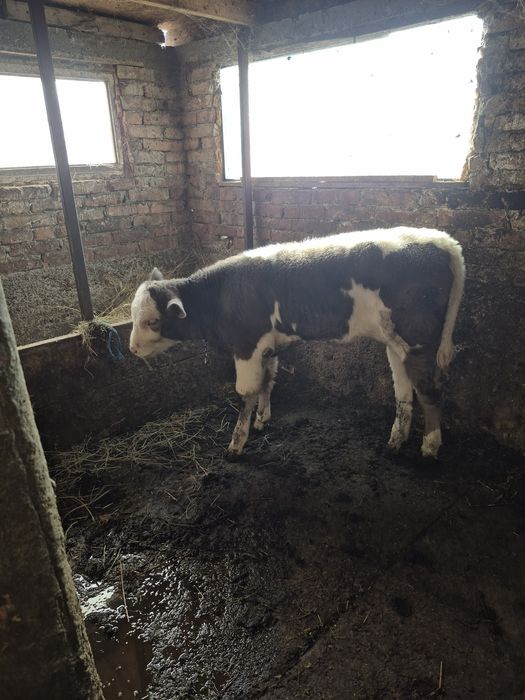 Vând o Viță bălțată românească