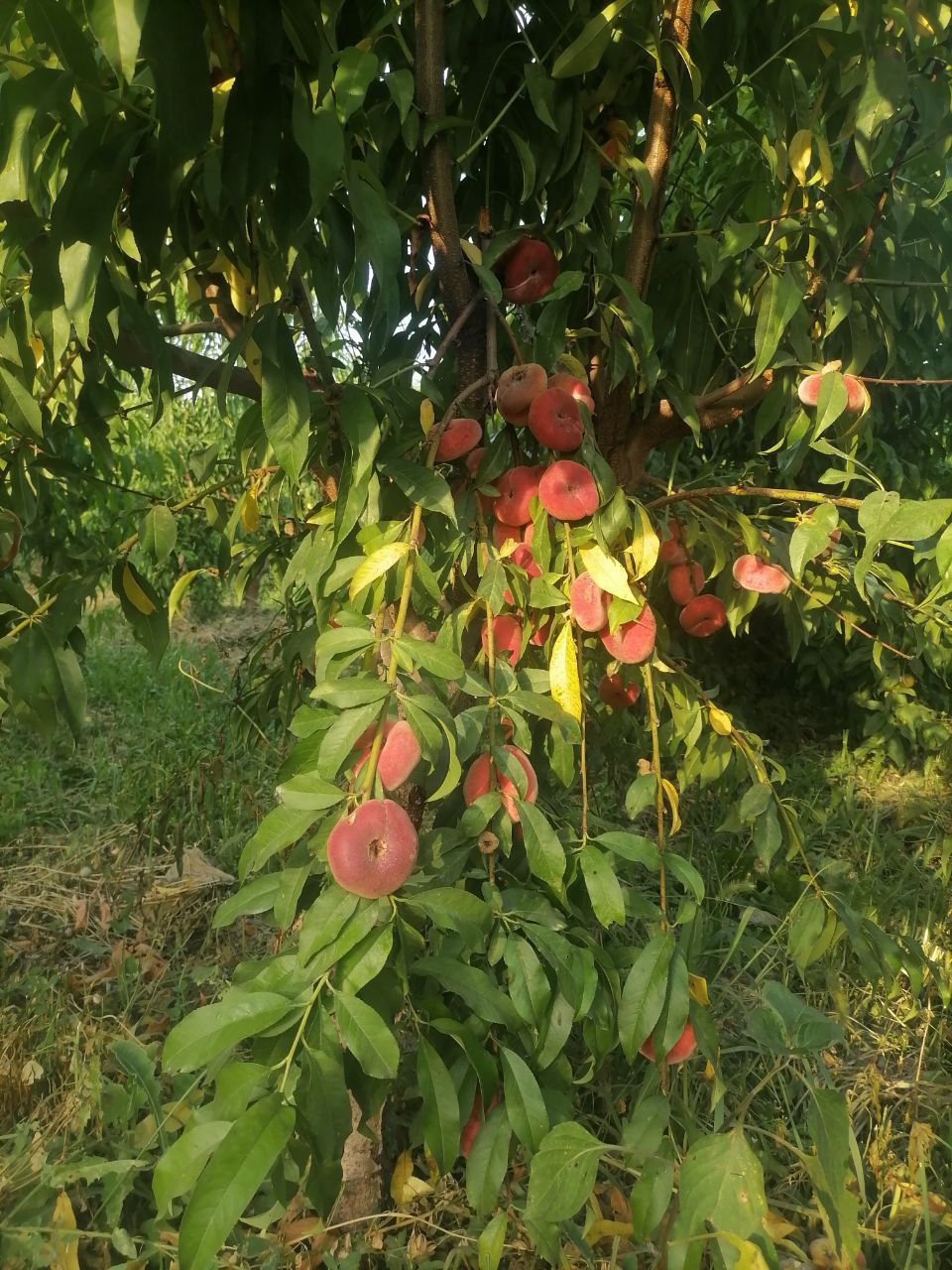 Shaftoli sotiladi
