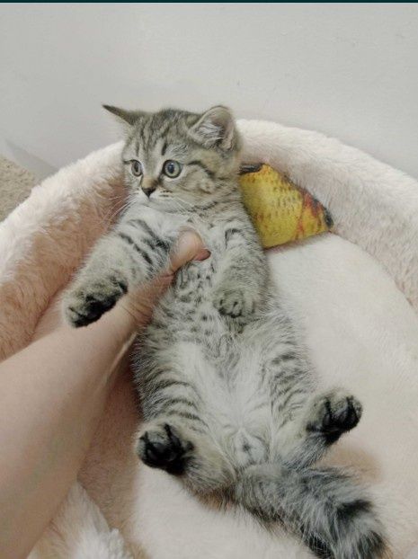 Скоттиш Страйт Табби фолд и Страйт мальчики