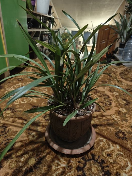 Азиатский Мини Цимбидиум