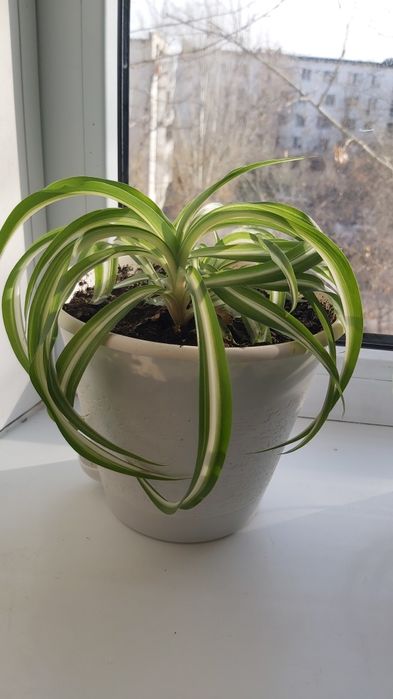 Хлорофитум кудрявый