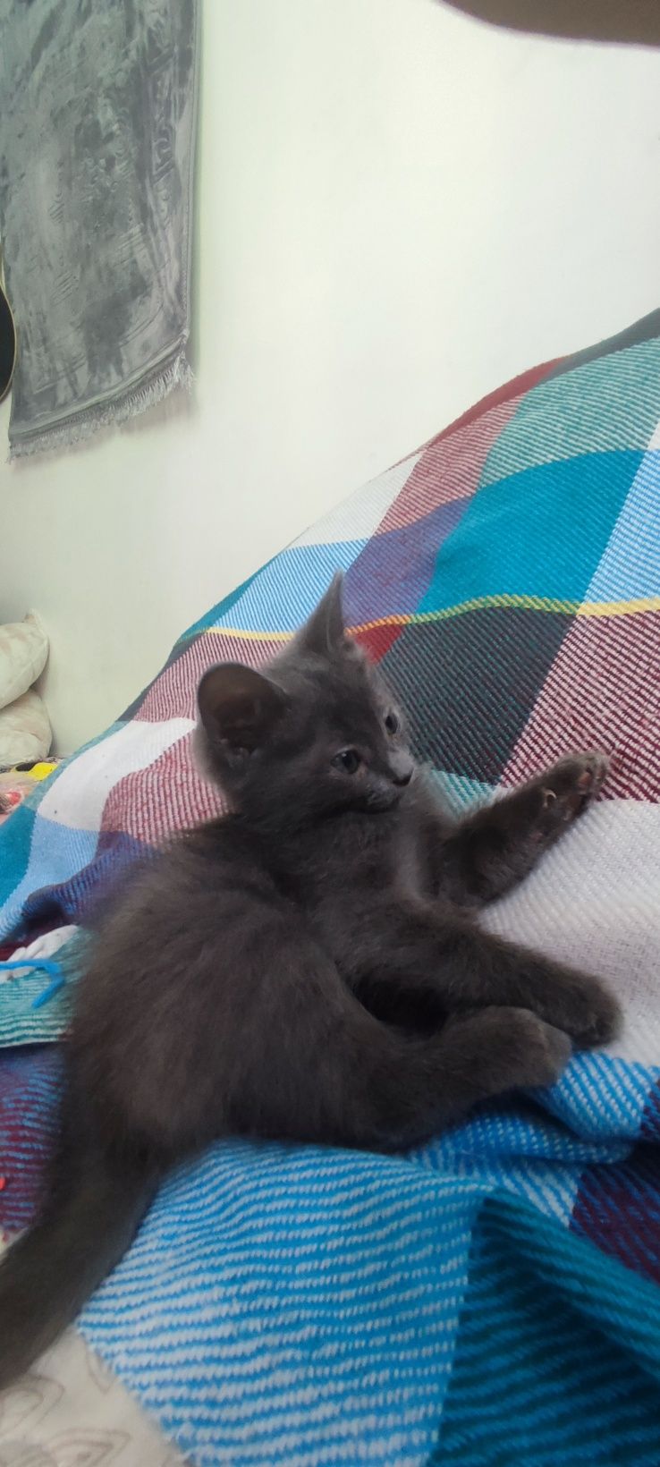 Котенкам 2 месяца