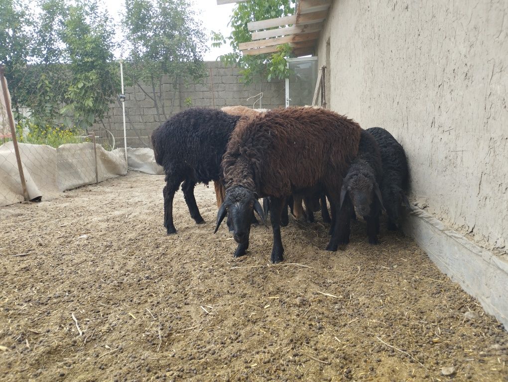 Quzi quchqorlar sotiladi