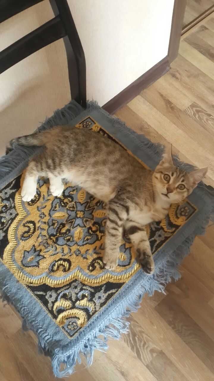 Отдам даром в хорошие и ответственные руки котят.