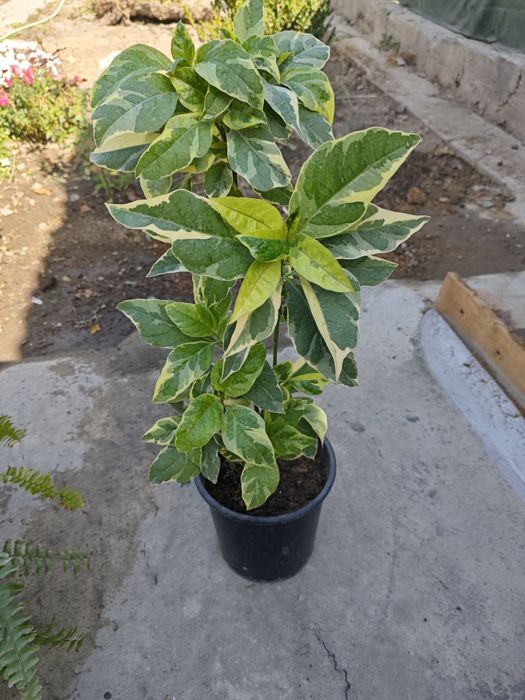 Продам свои цветы