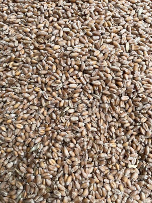 Vând grâu de calitate superioara