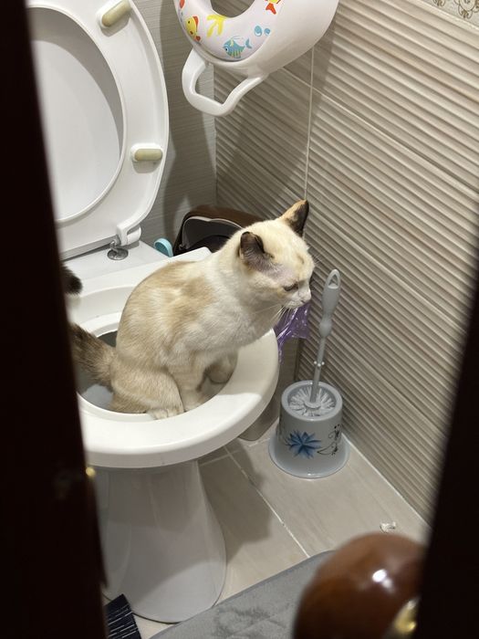 Отдам в добрые руки кошку стерилизованная . 11мес