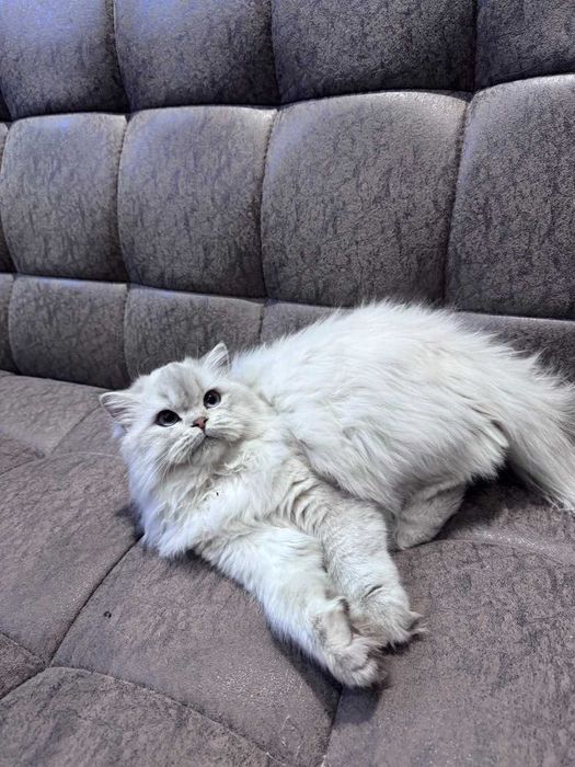 British Long-hair sotiladi