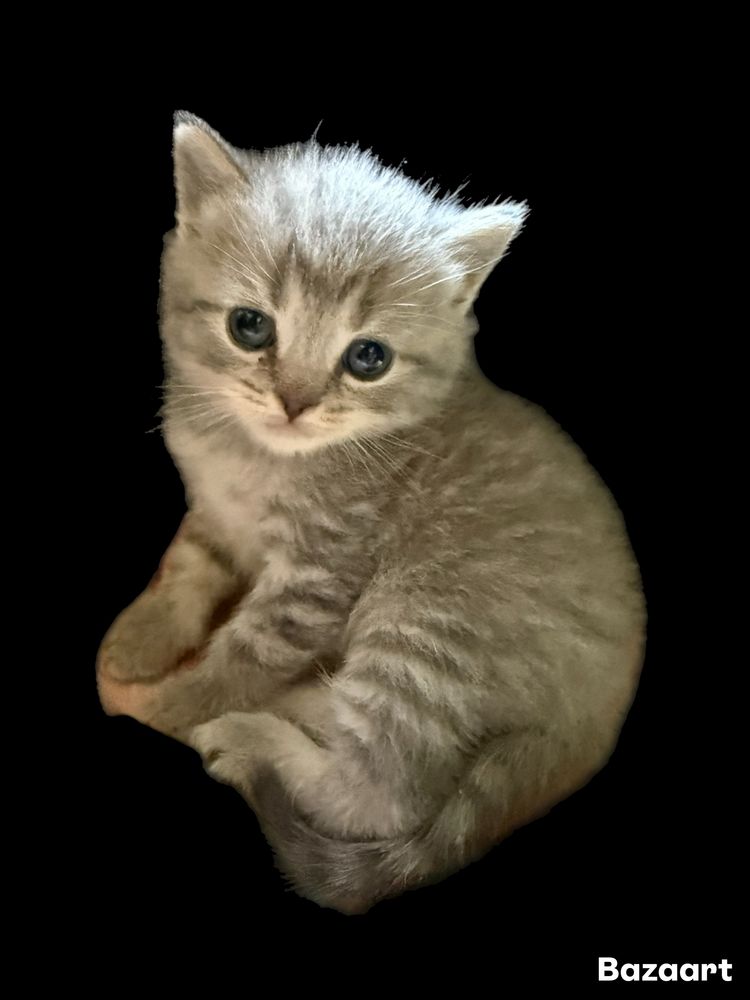 Котята британци Шиншиллы